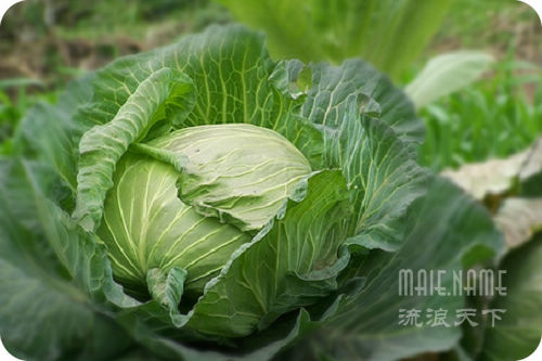 故乡的大白菜