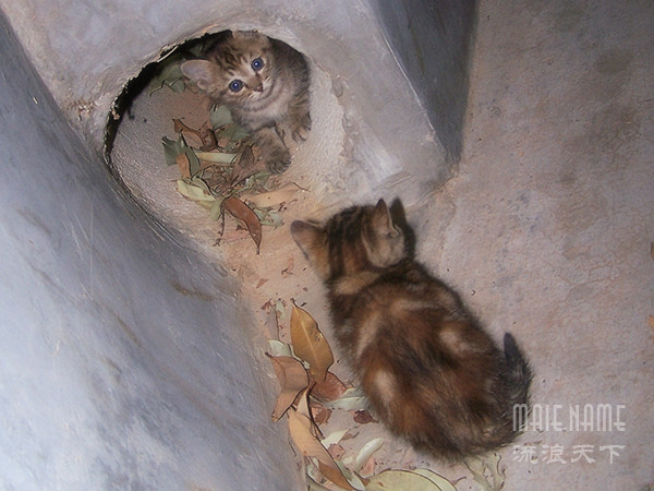 路边流浪的猫儿