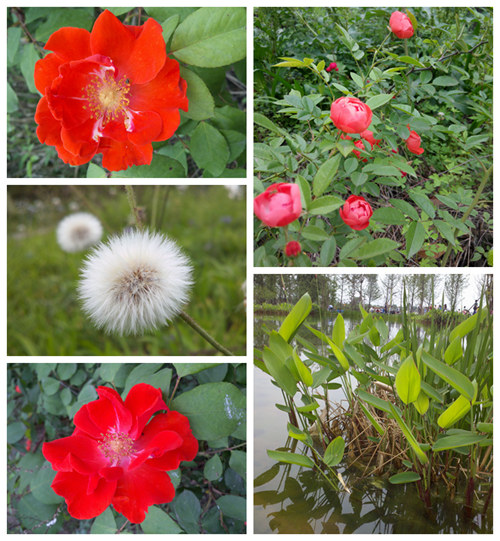 月季花