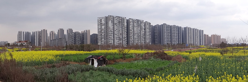 成都城市里的田园油菜花