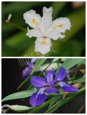 豆豉花