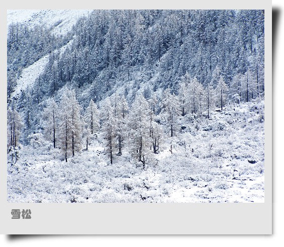 雪松