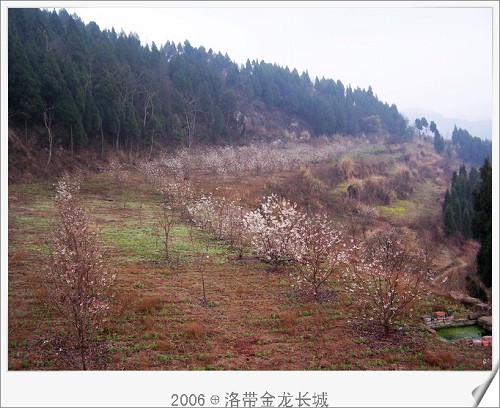 长城两边的梨花桃花