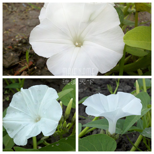藤藤菜开花