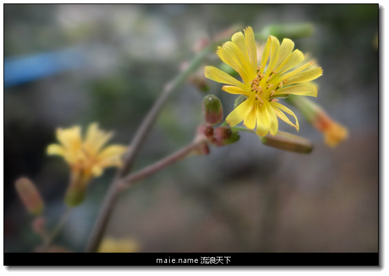 小花儿