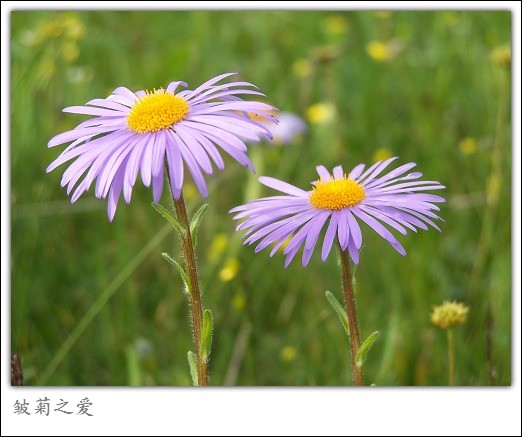 红原上的雏菊