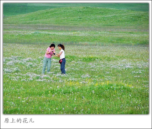 红原路边草原上的花儿