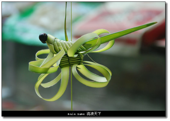 蚂蚱