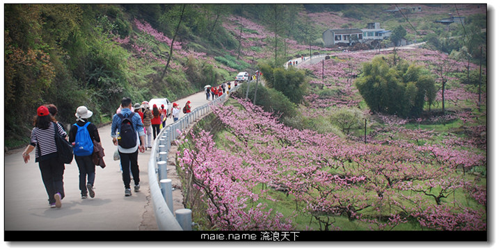 公路边的桃花