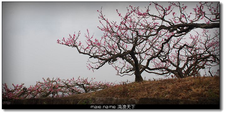 雾霾下的桃花