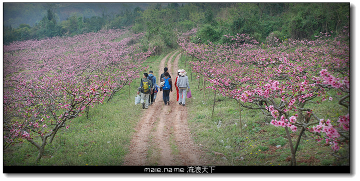 2015 看桃花