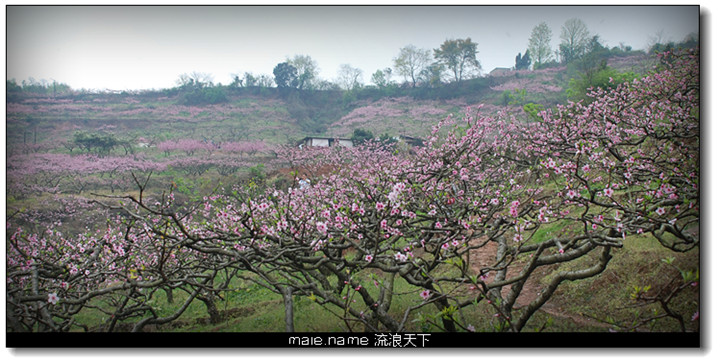 山间桃花庵