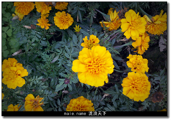 小学校门口的花