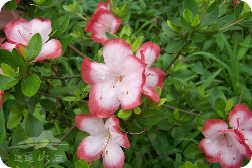 泰山涧小花