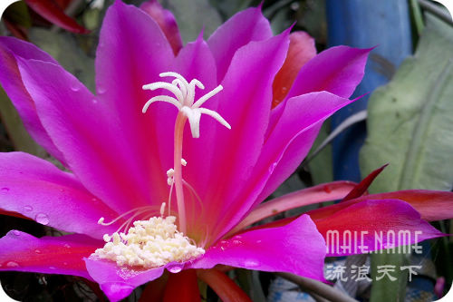 令箭花--流浪天下